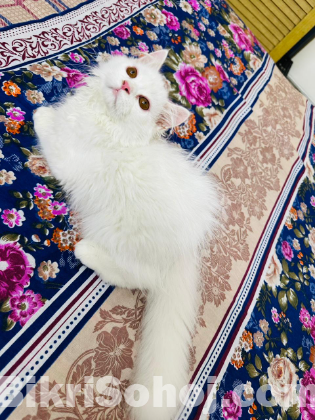 Persian cat